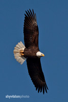 Eagle_shyvision