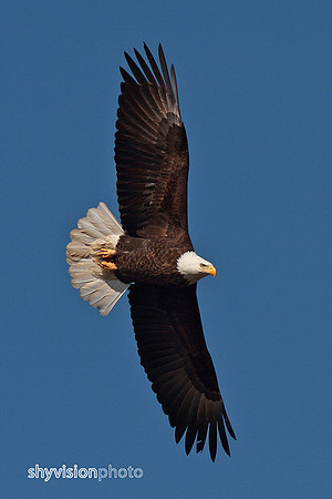 Eagle_shyvision